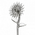 Waterford Crystal Fleurology Jeff Leatham Sunflower Flower